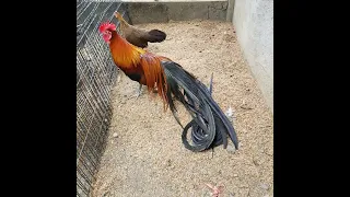 Onagadori long tailed chicken. #longtail #chickens #fancychicken #redchicken #japanese