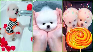 Funny and Cute Dog Pomeranian 😍🐶| Funny Puppy Videos #31