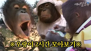 🌕 추석특집 🌕 주주클럽 레전드 오랑이 2시간 모아보기 | 미공개 영상부터 NG장면까지!