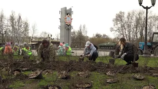 Более 500 кустарников высажено на бульваре Победы в рамках акции «Сад памяти» //"Новости 49"08.05.24