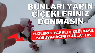 Bahçedeki ÇİÇEKLERİ Kış DONLARINDAN Nasıl Koruruz II çiçek çiçek bakımı çiçek bakımı videolari