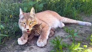 Umka's LYNX KITTEN escapes from the nest / Lynxes change housing