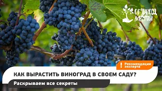 Как вырастить виноград в своем саду? Раскрываем все секреты!