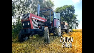 Żniwa pszeniczne 2020 🔥 Claas Compact 30 & Ursus 902 🔥