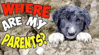 Abandoned Puppy Was Desperately Looking For Her Parents: Watch What Happens Next