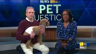 Dr. Kim gives lowdown on male wraps for dogs