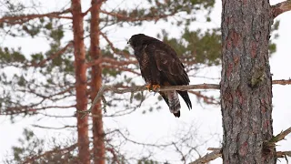 COMMON BUZZARD CALL (buteo buteo)