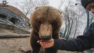 Первые камушки от подписчиков прибывают в вольер к Мансуру🐻🙂