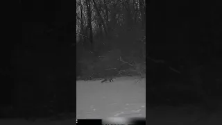 Fox at dusk, stops, takes leak in snow, trots toward camera. Appalachia. View from The Trailcam.