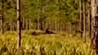 Enhancement of a Possible Bigfoot Shaking a Tree in Florida #bigfoot #sasquatch