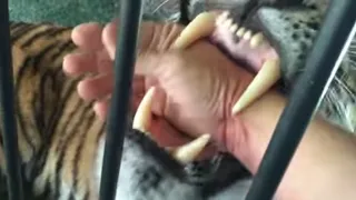 Tiger bite hand  !