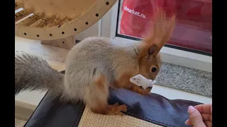 Как белки ходят в туалет!? 🤔 How squirrels go to the toilet