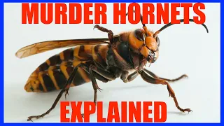 Giant "Murder Hornets" Explained  | Office Hours Podcast #004