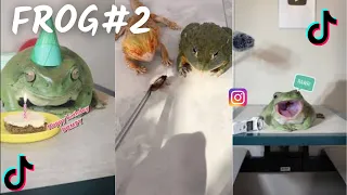 Funny Frog / TikTok & İnstagram Compilation  2023 4K    PART 2