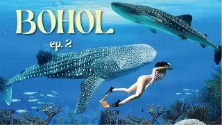 Bohol vlog 2 | 고래상어, 호핑투어, 스쿠버다이빙, 헤난알로나