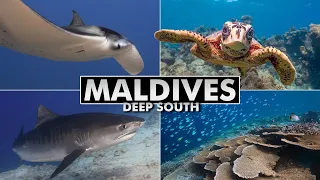 Diving the Maldives: Deep South to Central Atolls [4k]