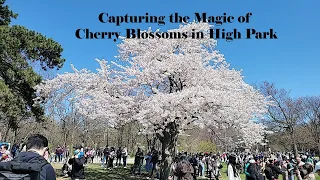 Capturing the Magic of Cherry Blossoms in High Park