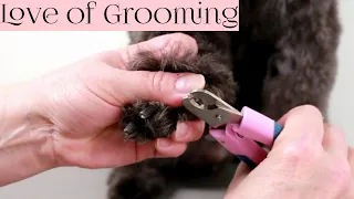 How to Clip Black Dog Nails