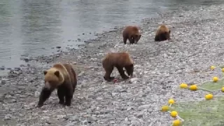 Колымская рыбалка. Пришли медведица и медвежата.