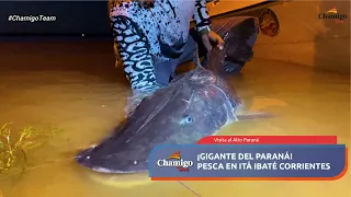 Gigante del Paraná en Itá Ibate, Corrientes