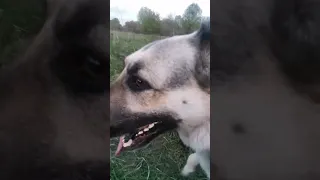 #вео #собака #dog #овчарка