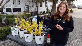 Let the Planting Begin!!! Forsythias & Lilacs! 💛💜💛 // Garden Answer