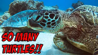 Epic Turtle Canyon Scuba Dive - Honolulu, Oahu, Hawaii