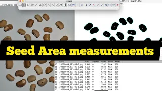 How to measure SEED AREA in imageJ| Area measurement| Tips on how to capture seed image for analysis