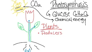 photosynthesis lecture 1
