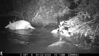 Backyard Trail Camera, Culvert Cam, 1 week. South Louisiana