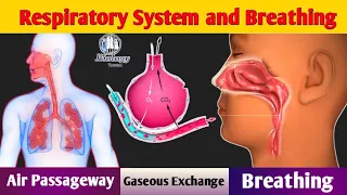 Respiratory System (in Urdu/Hindi) | Mechanism of Breathing | Gaseous Exchange | Air Passageway