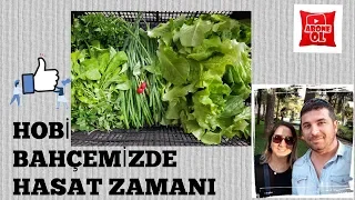 HOBİ BAHÇEMİZDE HASAT