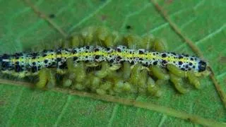 Pieris Brassicae - Bielinek kapustnik, Grosser Kohlweissling II