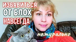 КАК ИЗБАВИТЬСЯ ОТ БЛОХ У  КОШКИ 🐱 и В ДОМЕ НАВСЕГДА