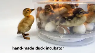 Please take my friend out of the bowl! - Automatic duck incubator