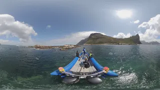 SEAL SNORKELING 360 virtual reality with ANIMAL OCEAN