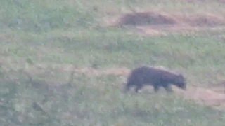 Raccoon Dogs (Tanuki) in the wild
