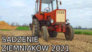 🥔sadzenie kartofli 2021🥔 władek dzielnie walczy😃