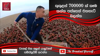 Chinese farmer and his 70,0000 chickens become online celebrities [ කුකුළන් 700000 ක් සිටිනා ගොවිපල