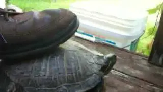 Shoe humps turtle