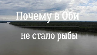 Почему в Оби не стало рыбы