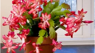 Care & Culture of Christmas Cactus