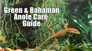 How to Take Care of Pet Green and Bahaman Anoles! 🦎💓