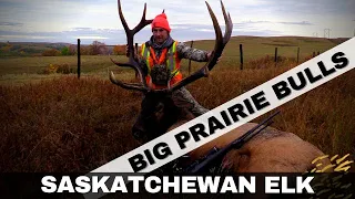 Big Prairie Bulls | Saskatchewan Elk