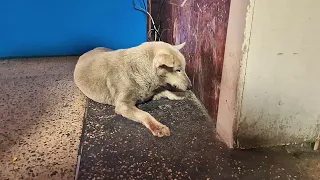 💔😢От собаки только что отказались хозяева | отслужила свой срок | Saving an abandoned elderly dog