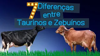 Diferenças entre BOS TAURUS e BOS INDICUS: 7 características que diferenciam taurinos de zebuínos