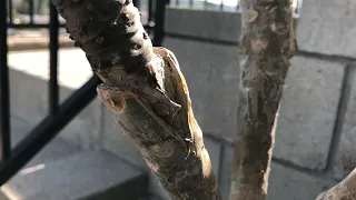 Results of three different plumeria grafting techniques