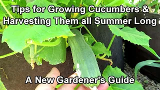 An Overview On Growing Cucumbers for New Gardeners: Feeding & Watering Frequency, Containers & More!