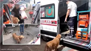 These Loyal Dogs Insist On Accompanying Their Sick Owner In The Ambulance