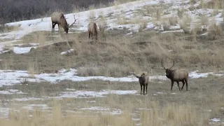 Utah Bull Elk 2020
